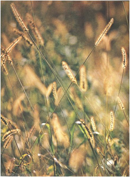 SKCS Yearbook 1975122 South Kortright Central School Almedian