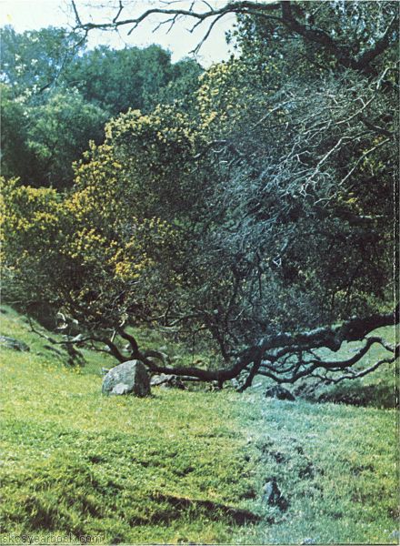 SKCS Yearbook 1981122 South Kortright Central School Almedian